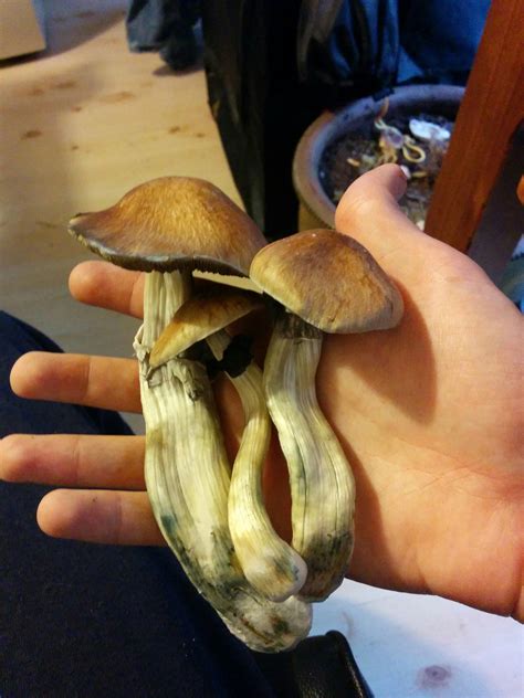 backroom casting shrooms|Shrooms .